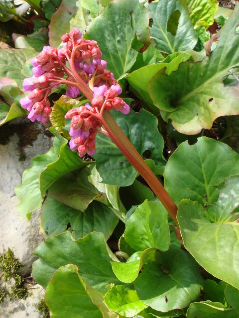 Bergenia cordifolia bouton